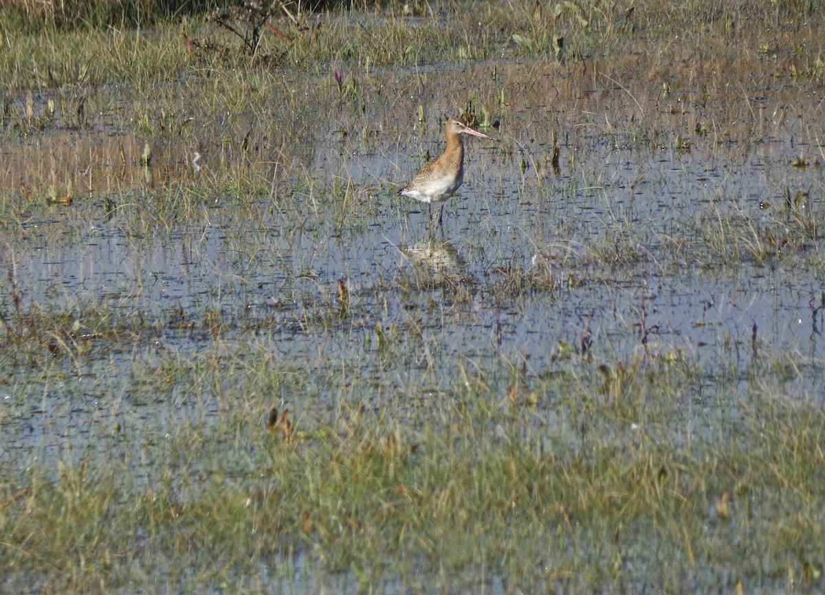 Black-tailed Godwit - ML386930671