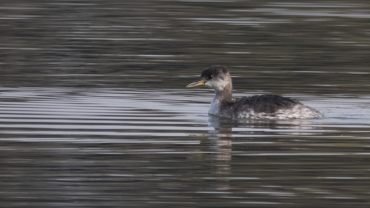 Red-necked Grebe - ML386930781