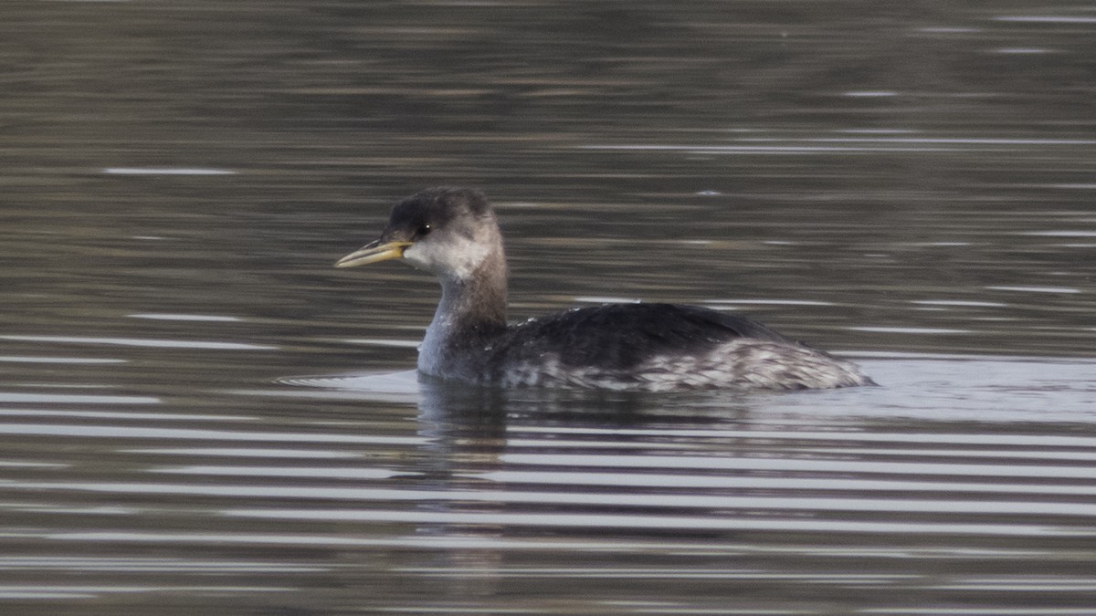 Red-necked Grebe - ML386930841