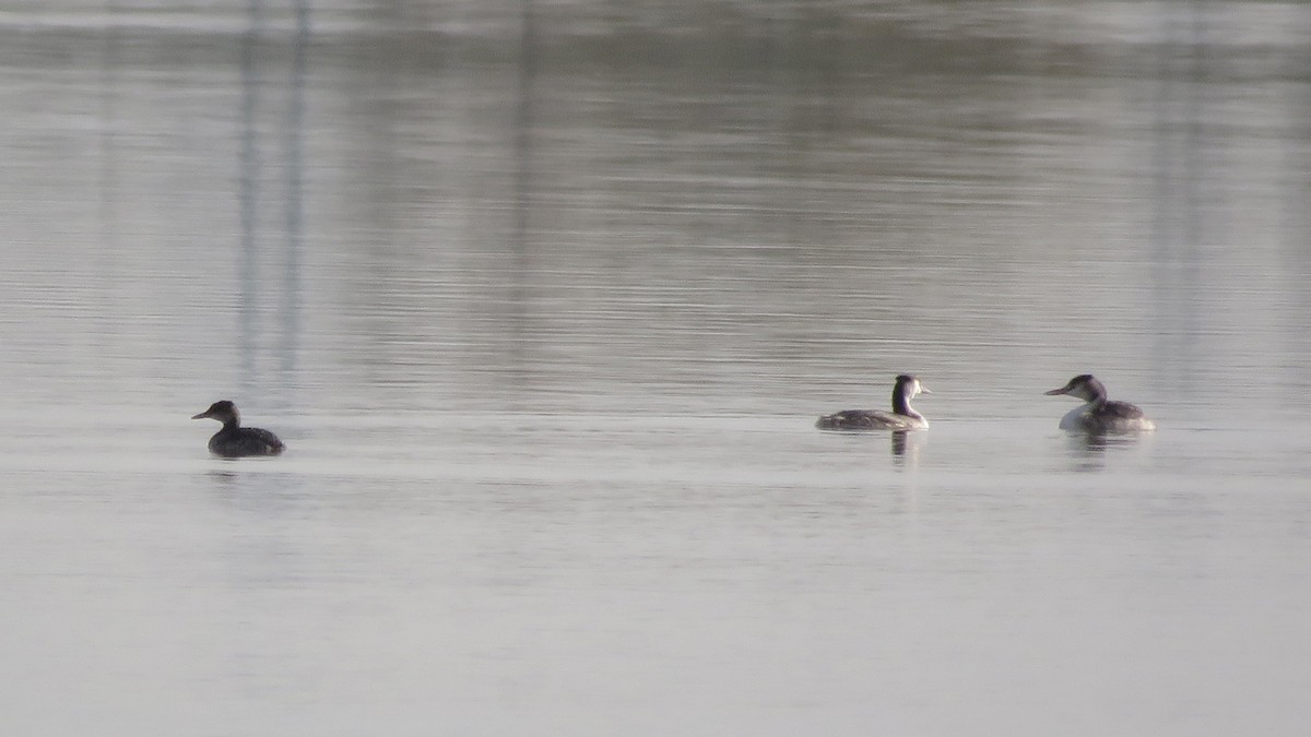 Red-necked Grebe - ML386930851