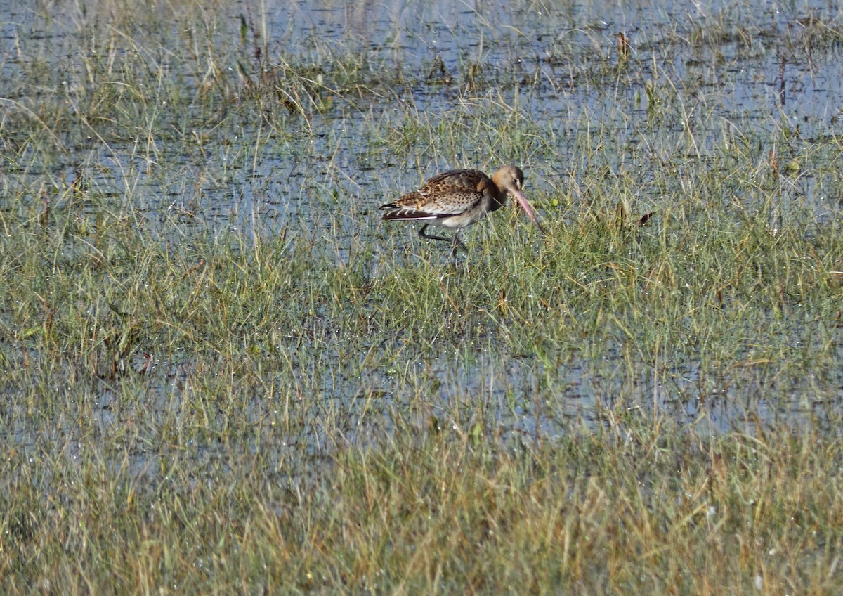 Black-tailed Godwit - ML386930891