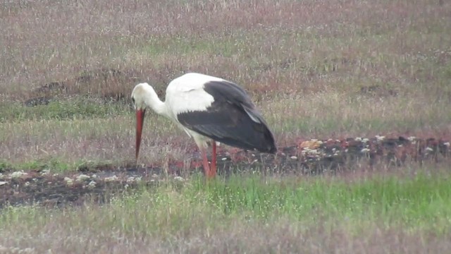 White Stork - ML386932511