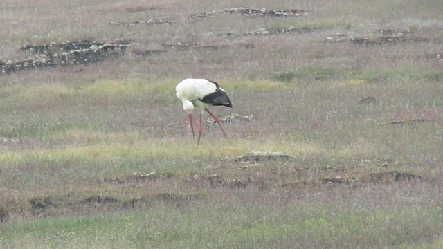 White Stork - ML386932941