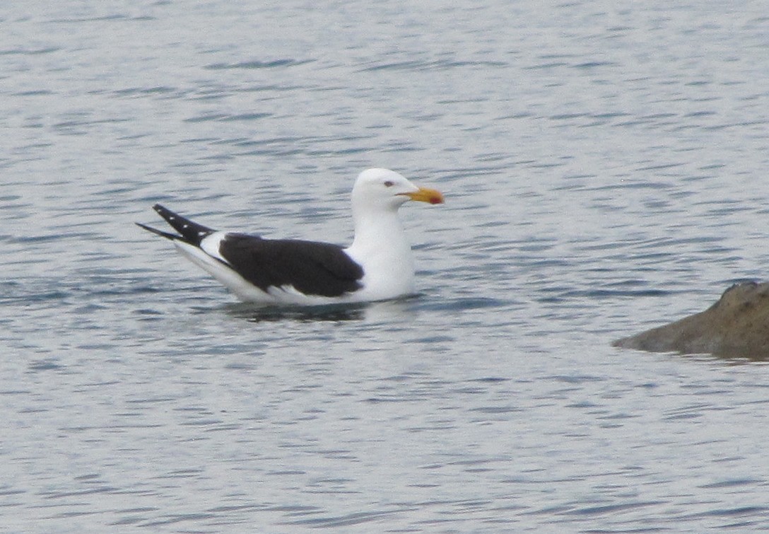 Kelp Gull - ML386933811