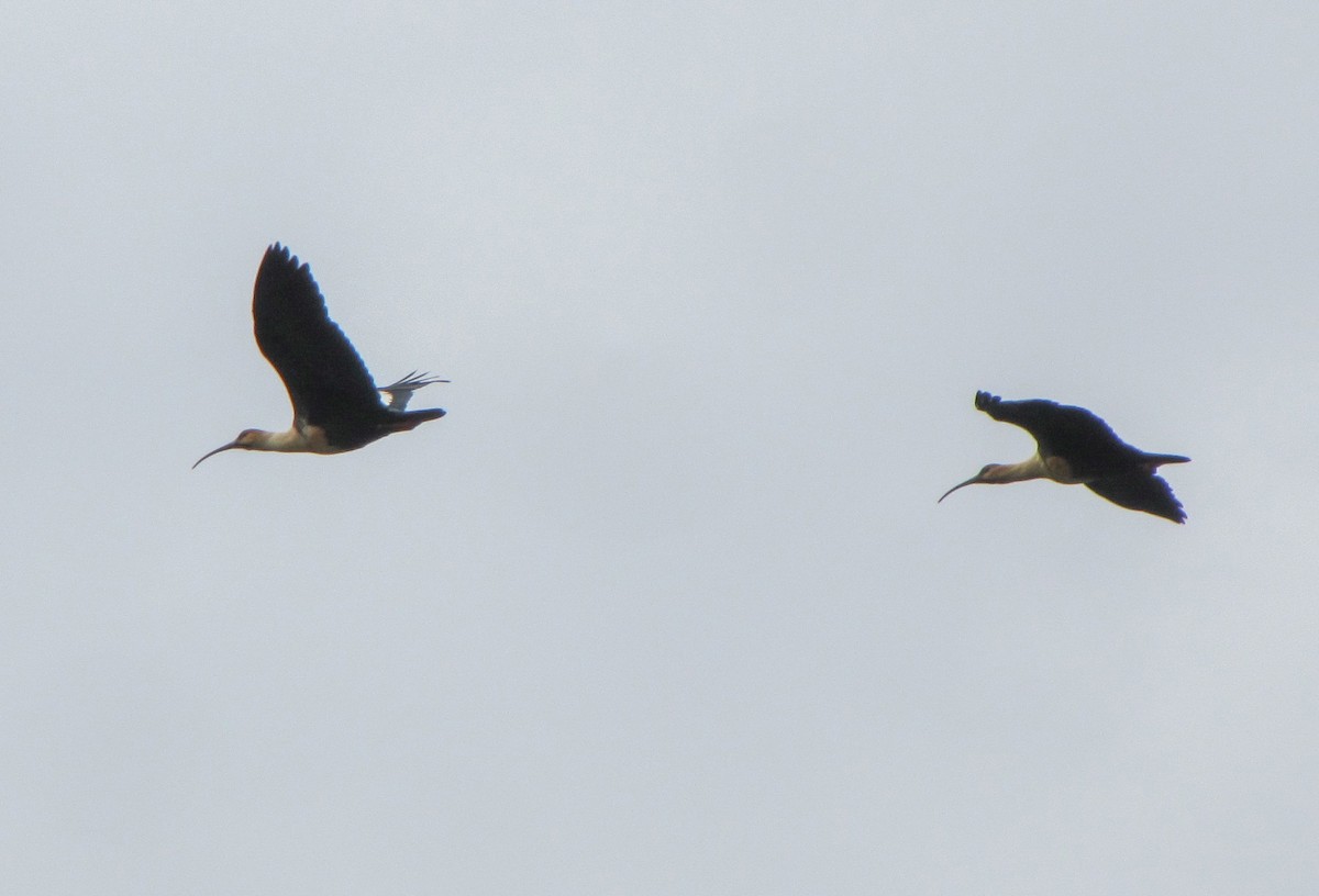 Black-faced Ibis - ML386933851