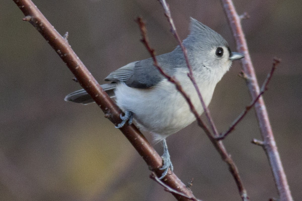 Tufted Titmouse - ML38693441