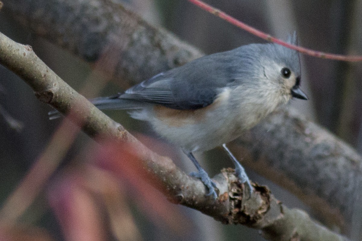 Mésange bicolore - ML38693451