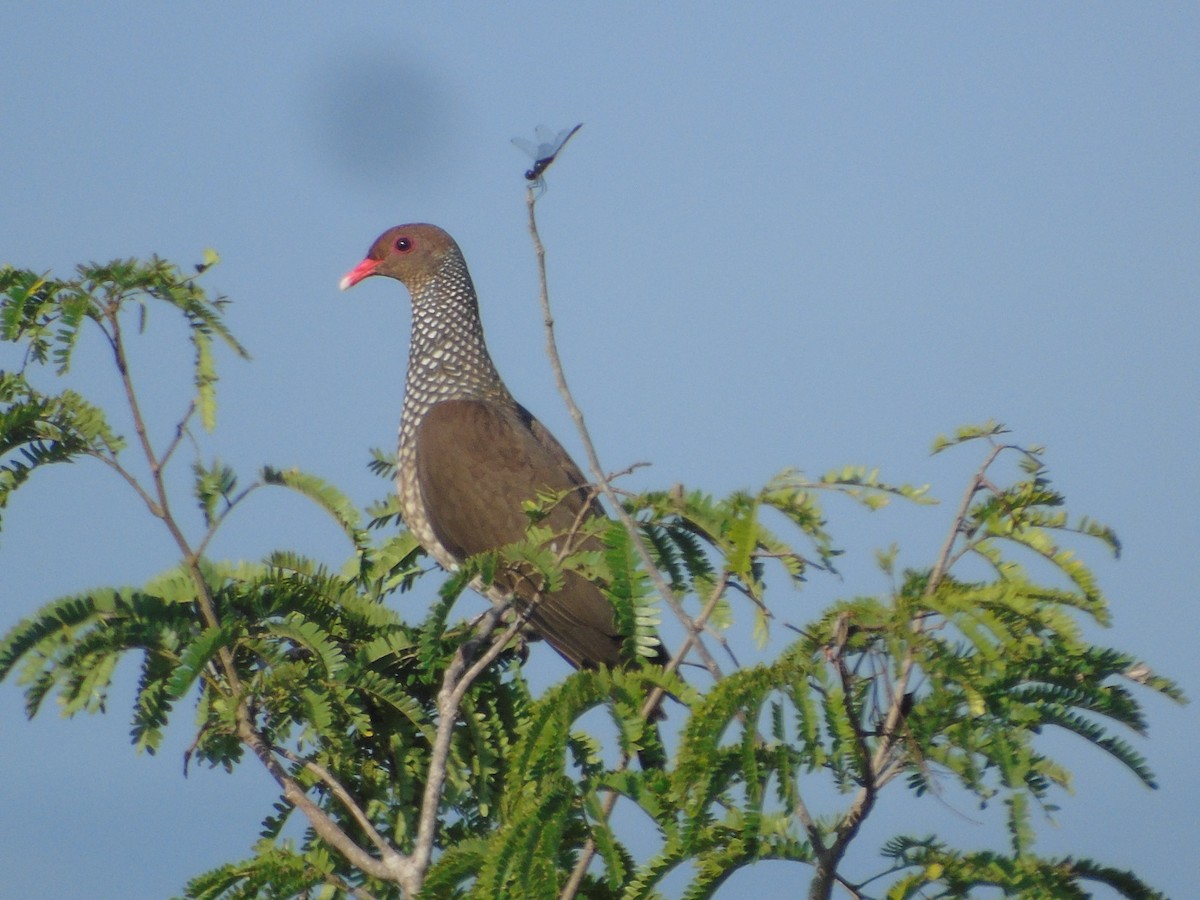 Scaled Pigeon - ML386934831