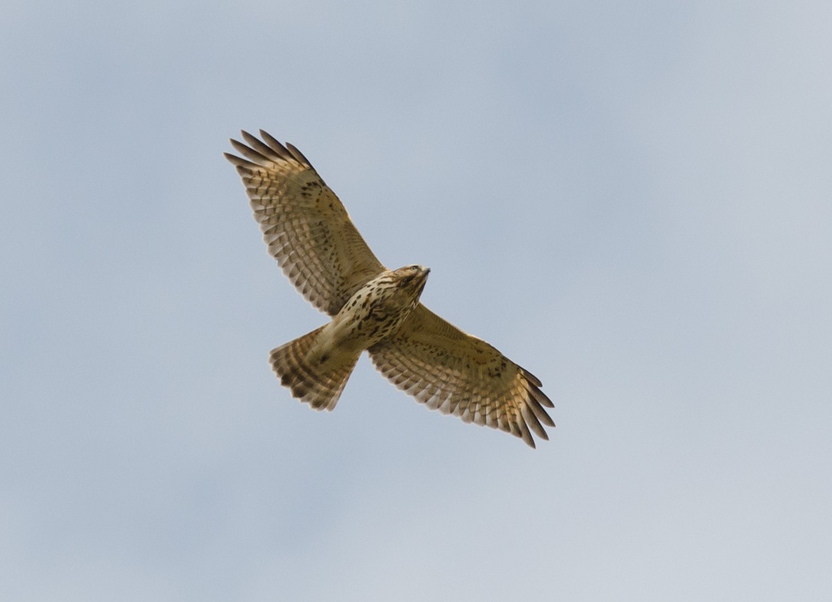 Red-shouldered Hawk - ML38693511