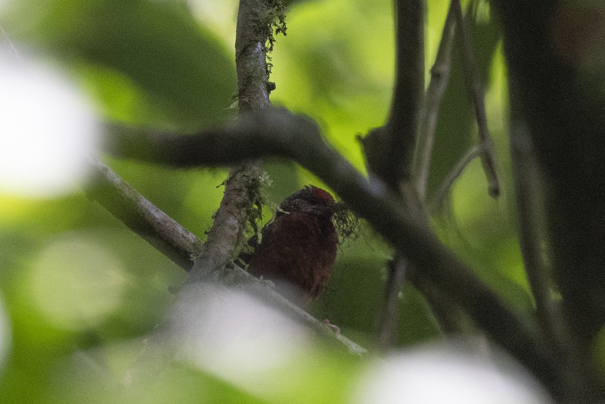 Red-fronted Antpecker - ML386935391