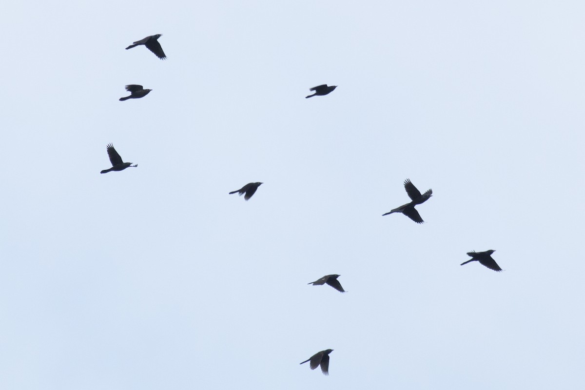 Common Grackle - ML38693571