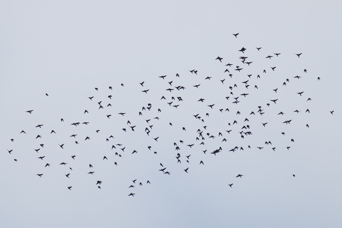 Common Grackle - ML38693681