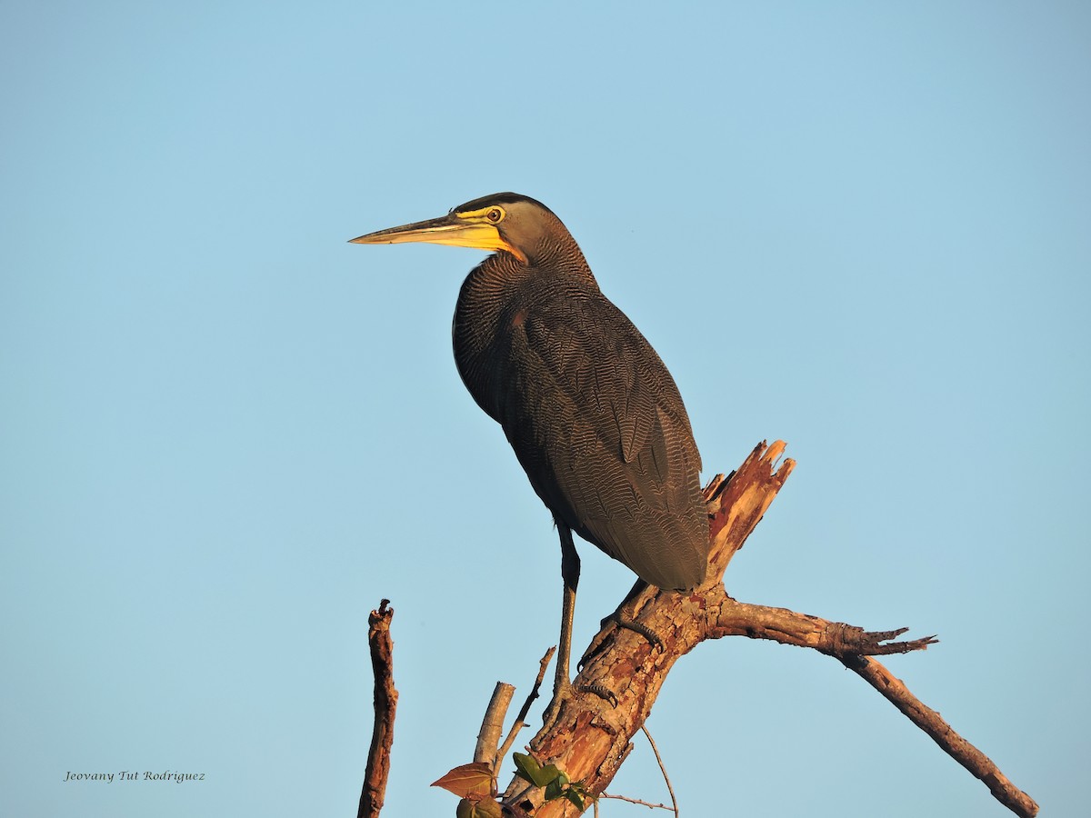 Bare-throated Tiger-Heron - ML386937271