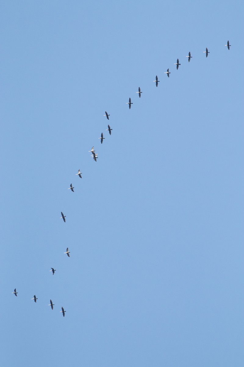 Double-crested Cormorant - ML38693761