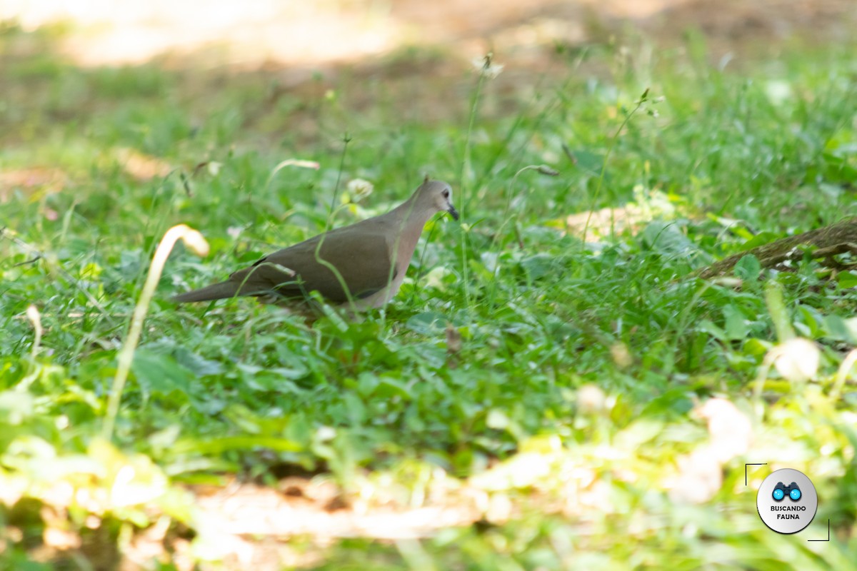 Gray-fronted Dove - ML386937861