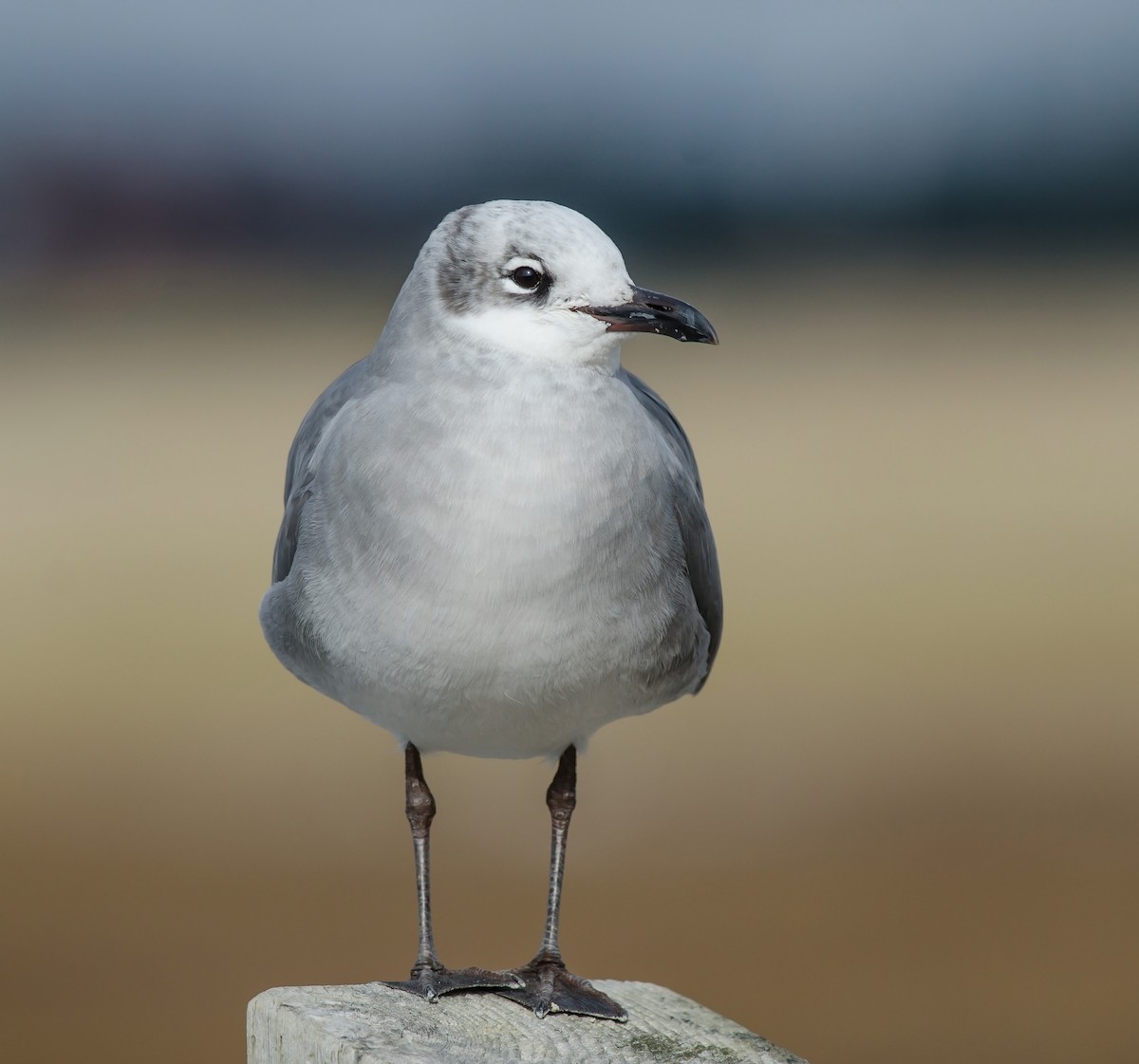 Mouette atricille - ML38693801