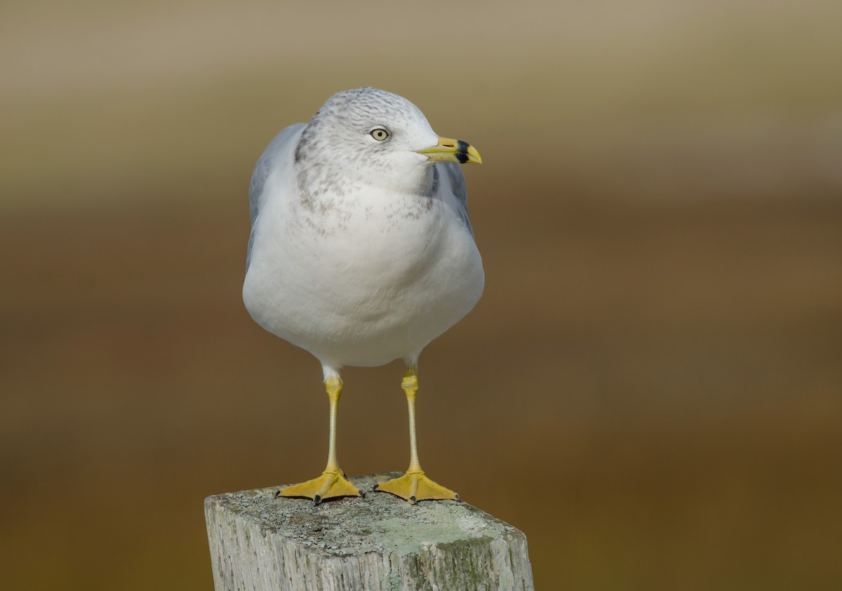 Ring-billed Gull - ML38693811