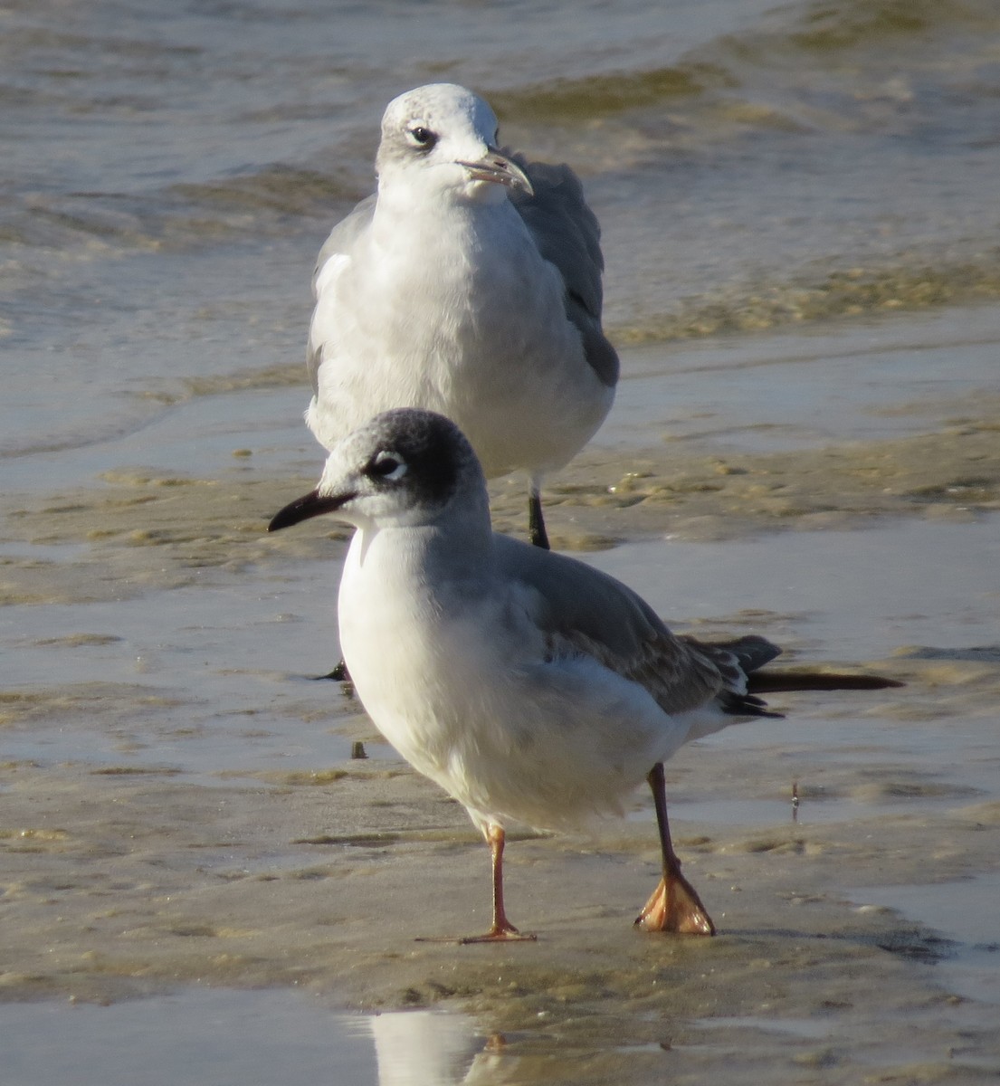 Franklin's Gull - ML386938801