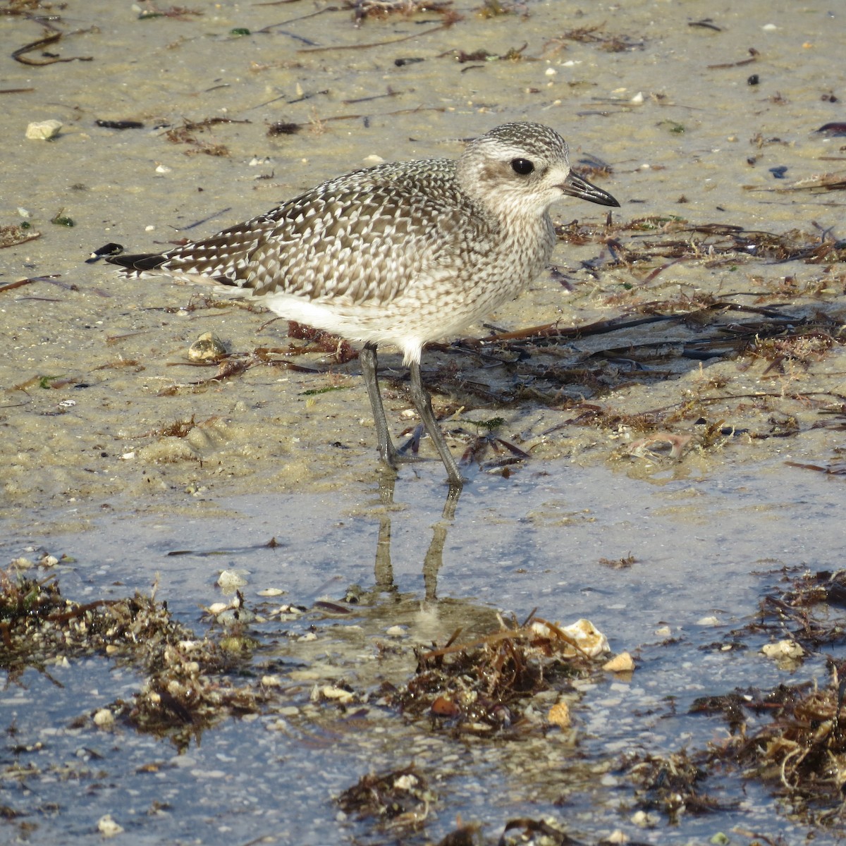 Black-bellied Plover - ML386938961