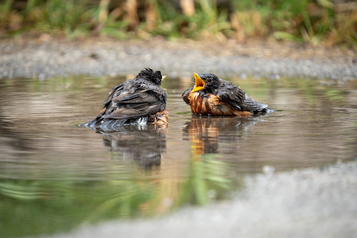 American Robin - ML386939431