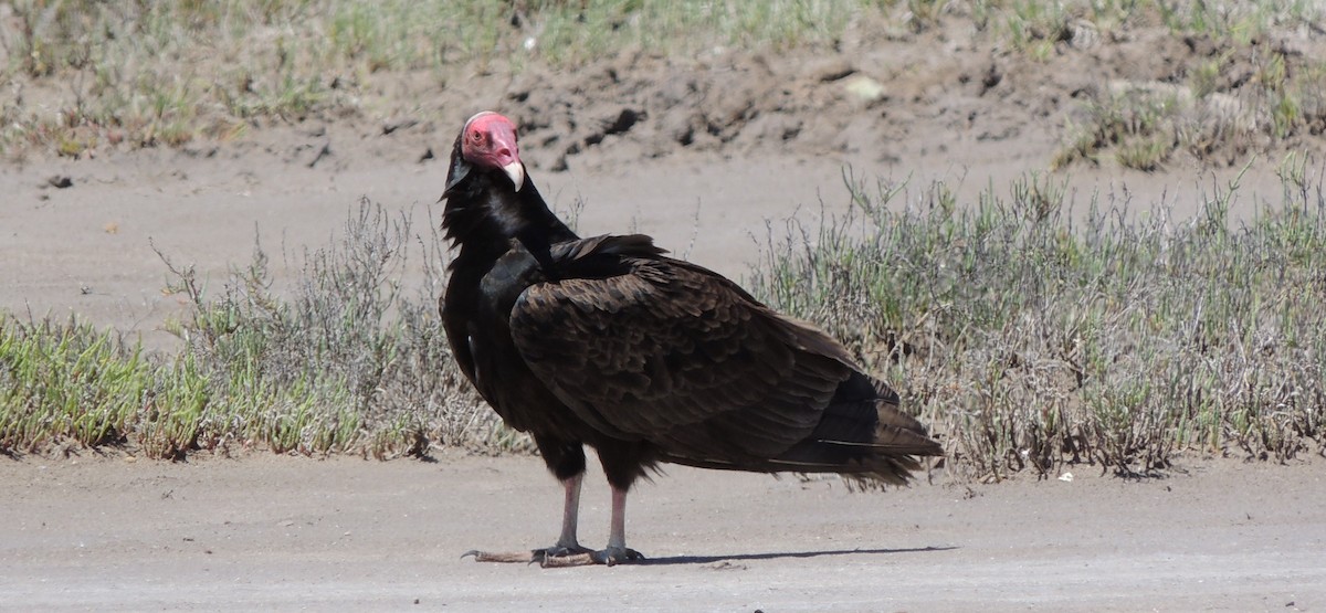 Turkey Vulture - ML38693951