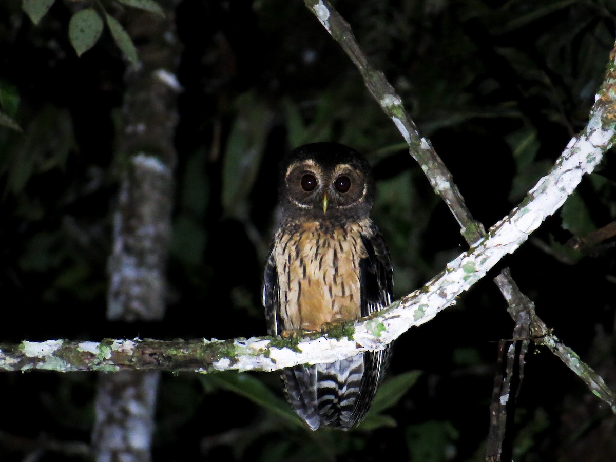 Mottled Owl - ML386939801