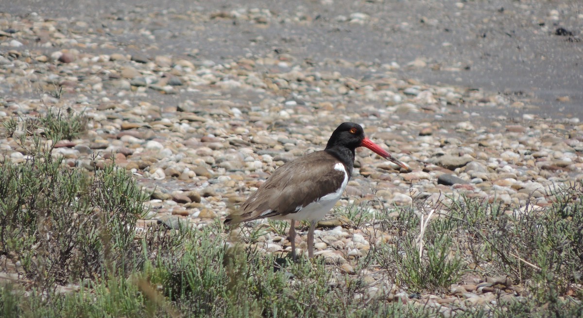 American Oystercatcher - ML38694001