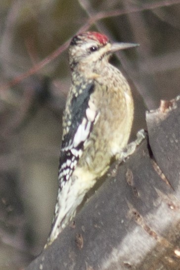 Yellow-bellied Sapsucker - ML38694011