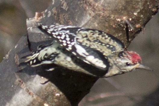 Yellow-bellied Sapsucker - ML38694021