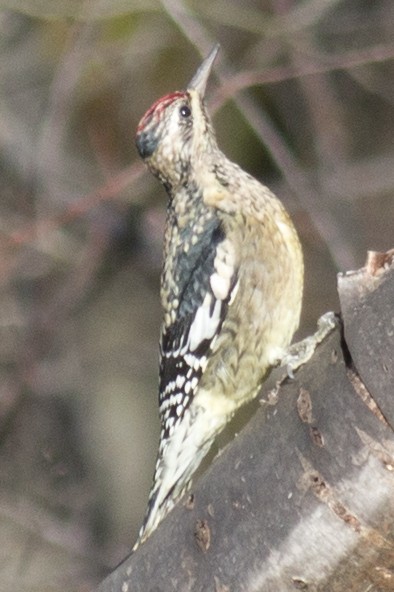 Yellow-bellied Sapsucker - ML38694031