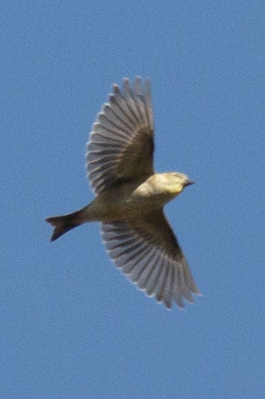 American Goldfinch - ML38694051