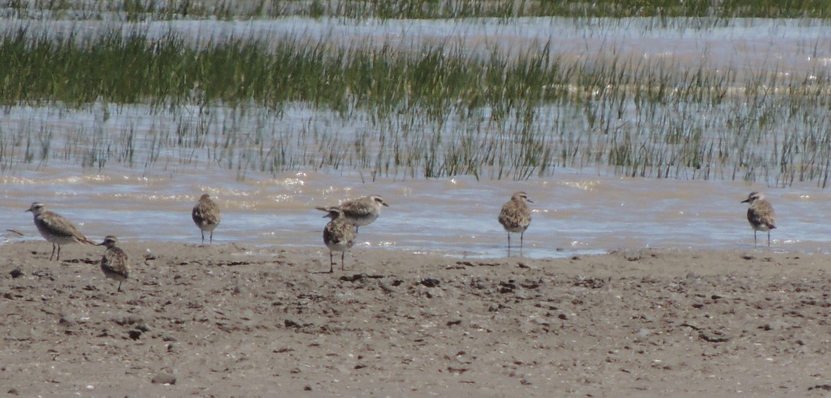 American Golden-Plover - ML38694061