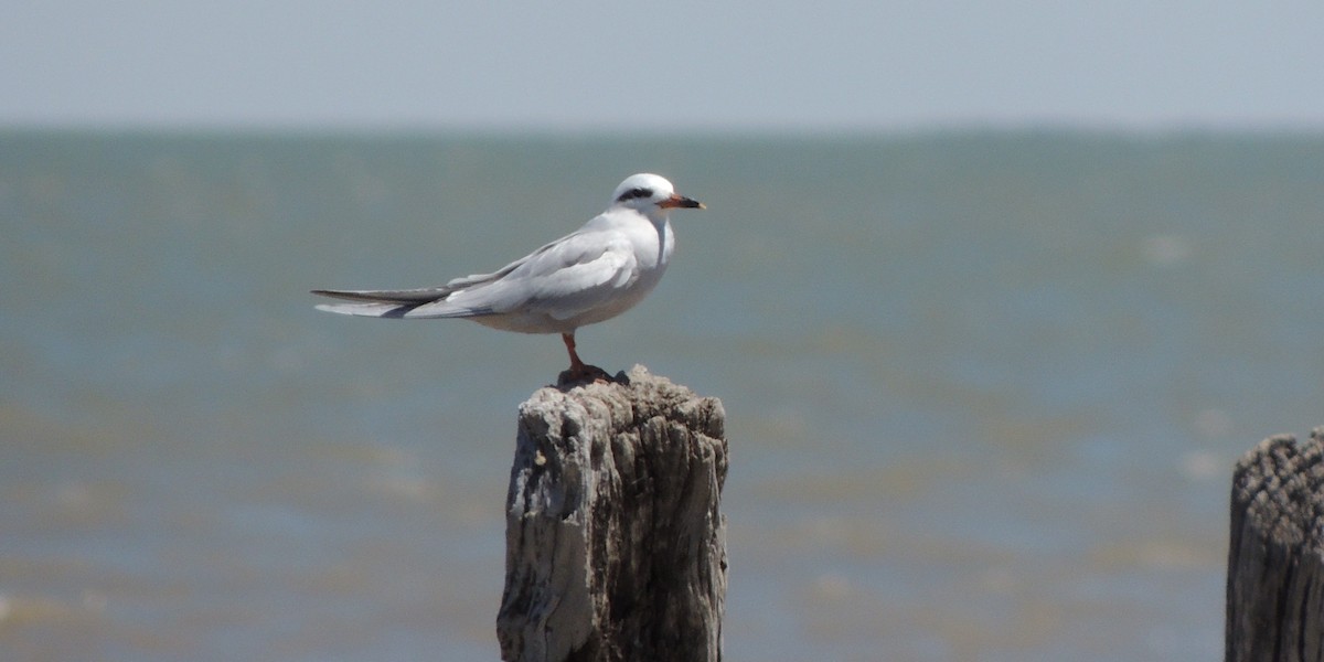Snowy-crowned Tern - ML38694141