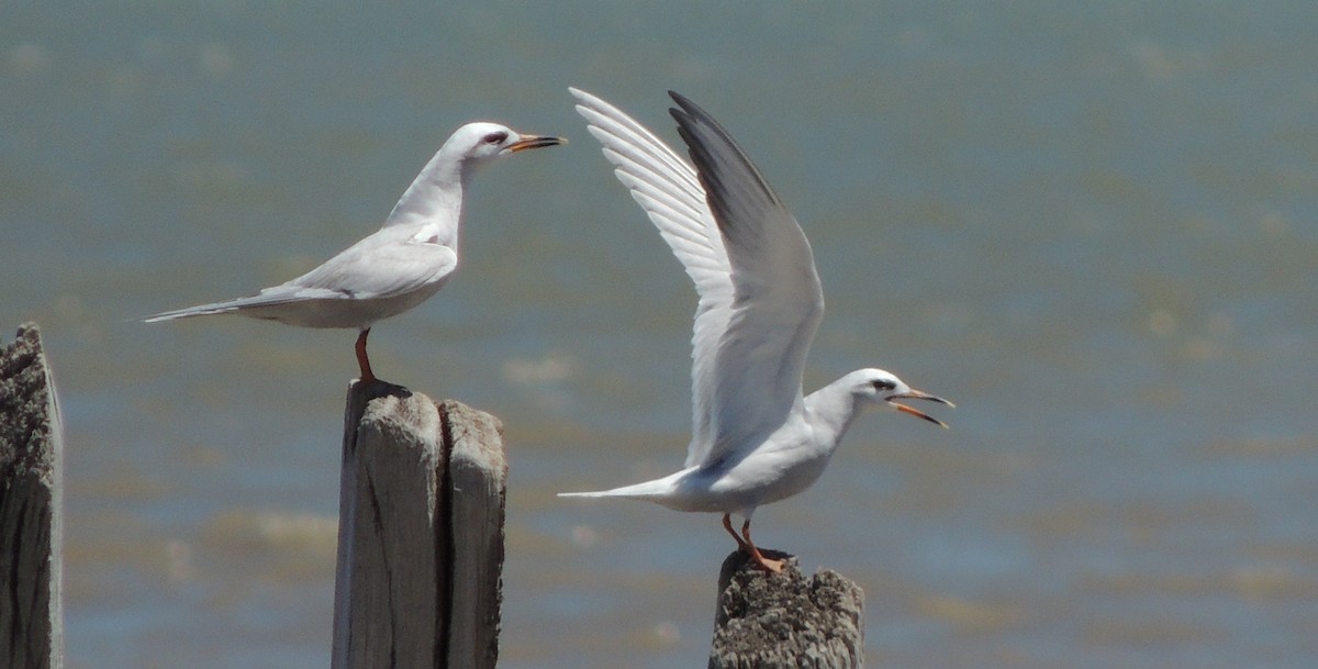 Snowy-crowned Tern - Pablo Alejandro Pla