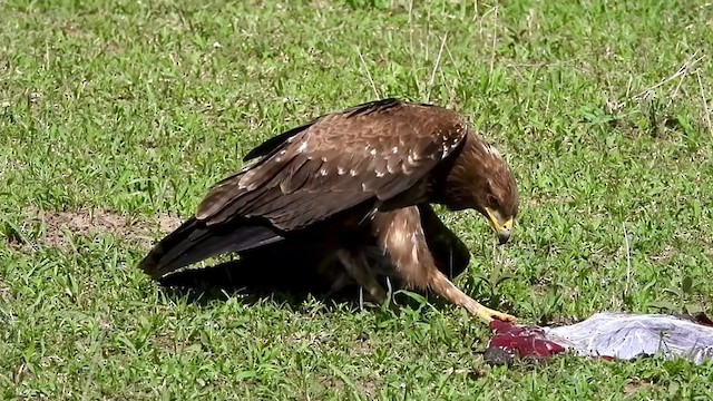 Lesser Spotted Eagle - ML386941981