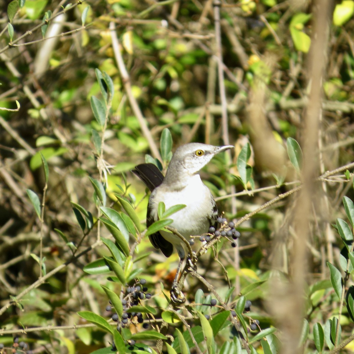 Northern Mockingbird - ML386942131