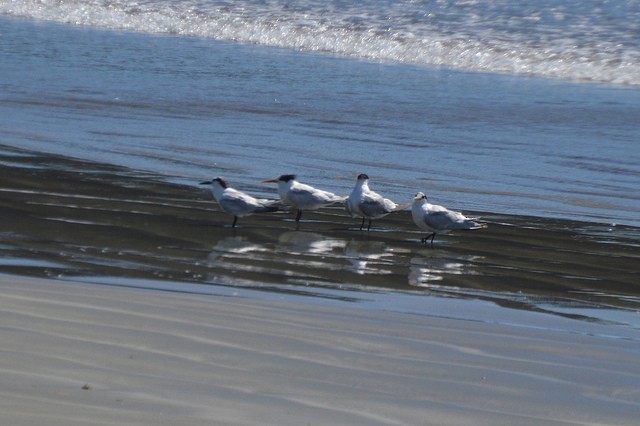 Sandwich Tern - Michael Mulqueen