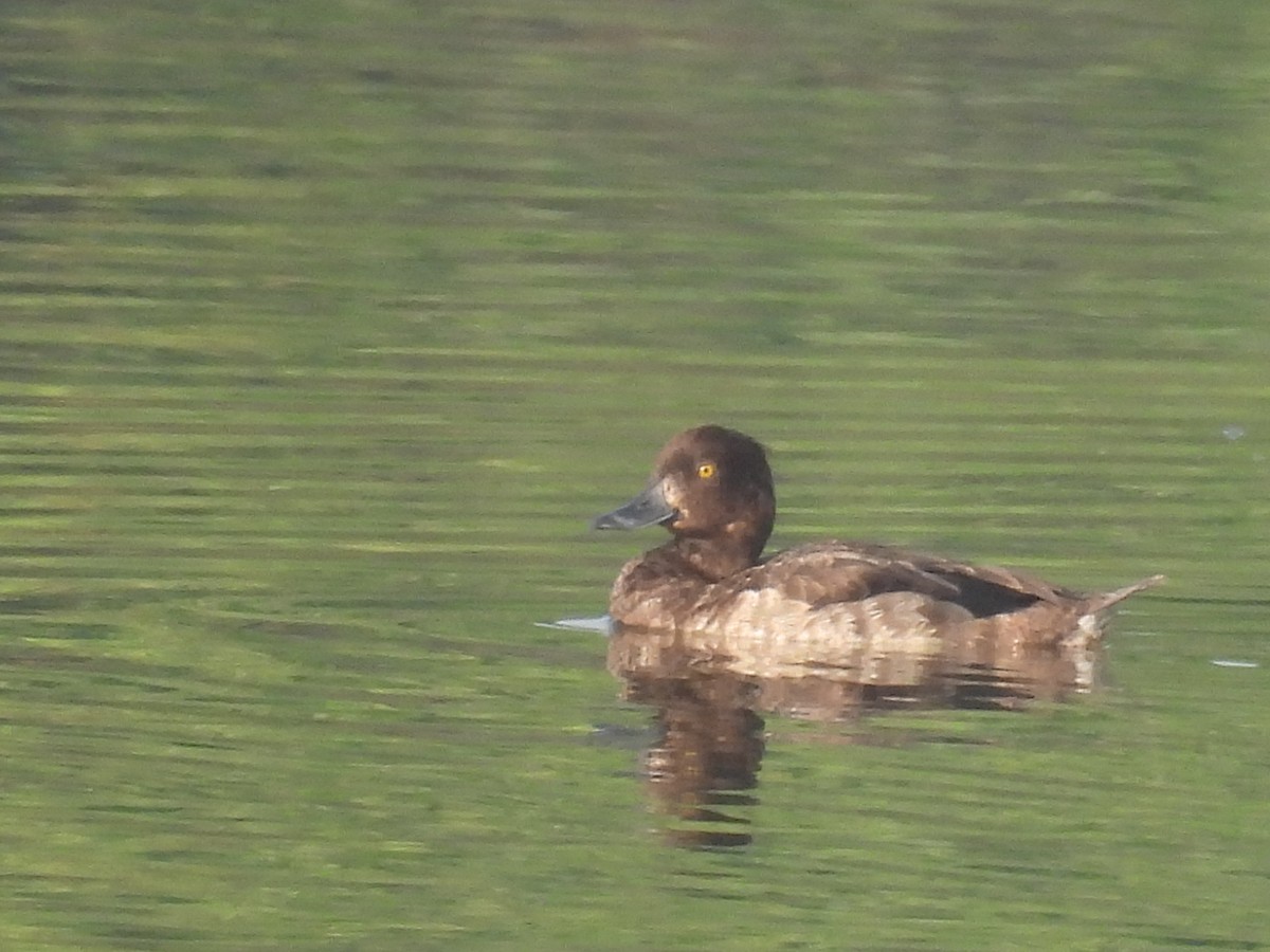 Tufted Duck - Ramesh Desai