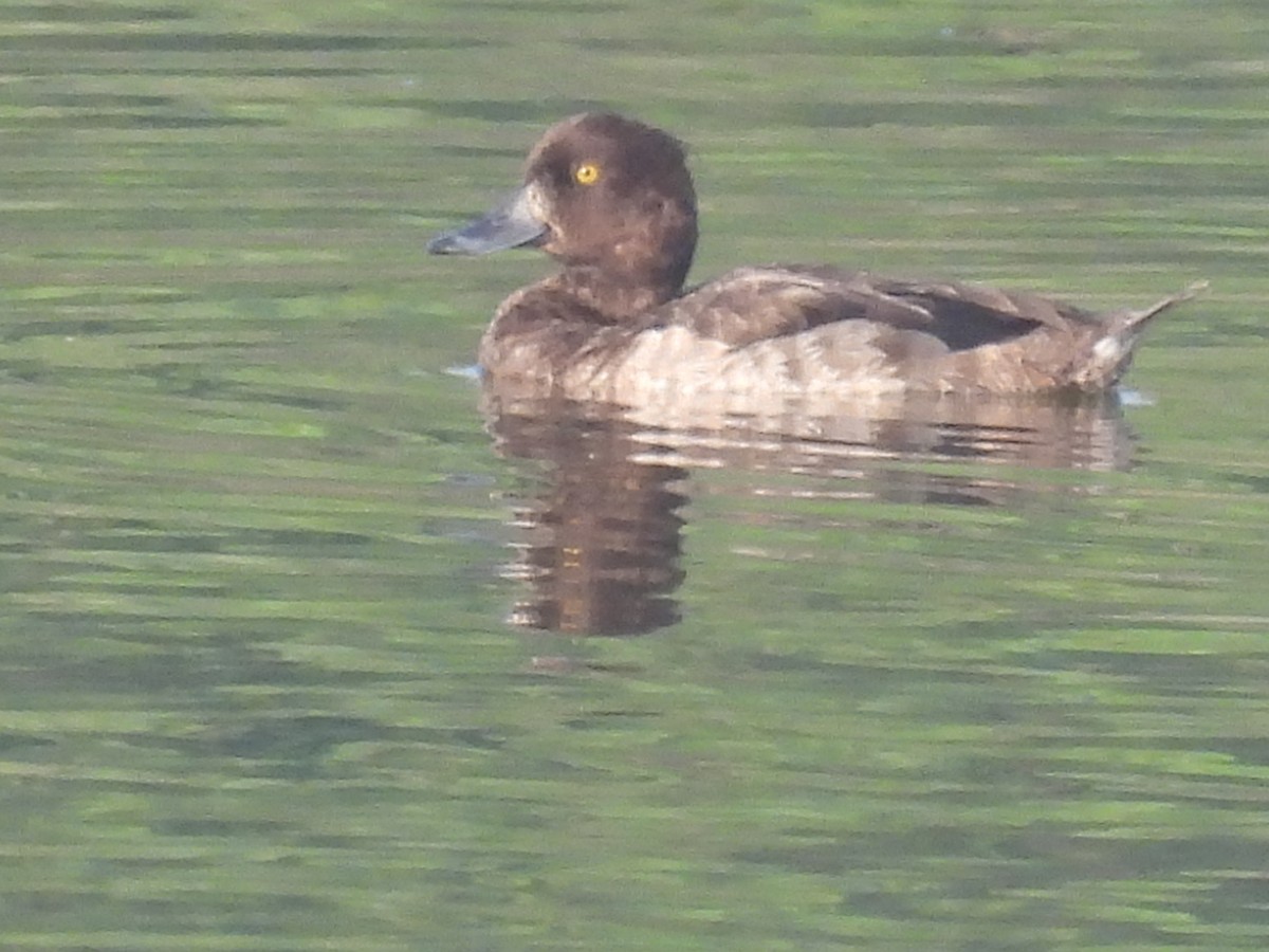 Tufted Duck - ML386945271