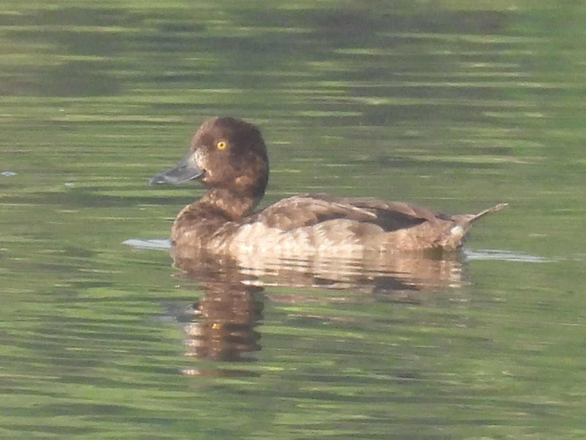 Tufted Duck - Ramesh Desai