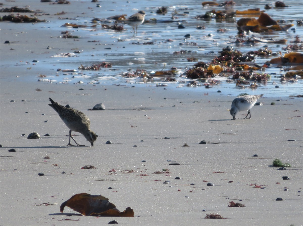 American Golden-Plover - ML386945781