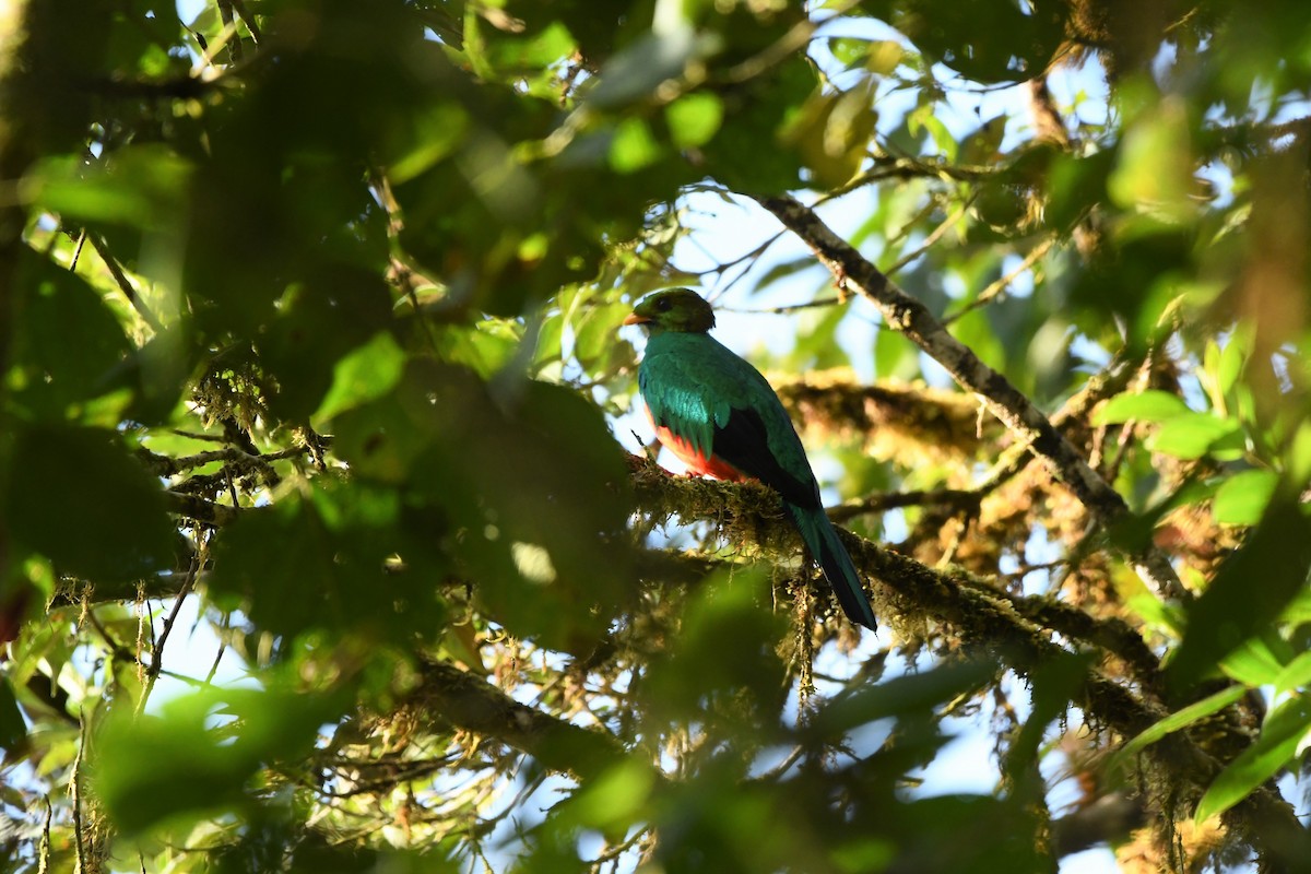 Golden-headed Quetzal - ML386946361