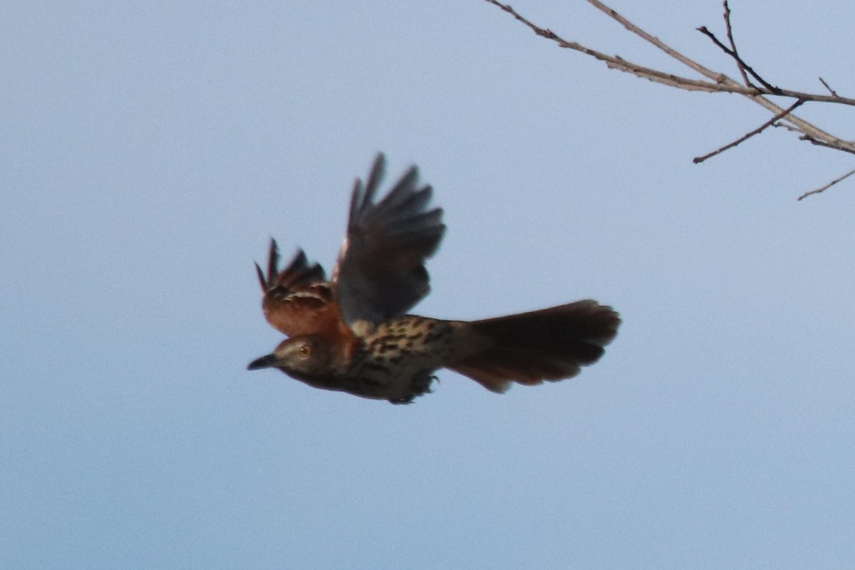 Brown Thrasher - ML386946641