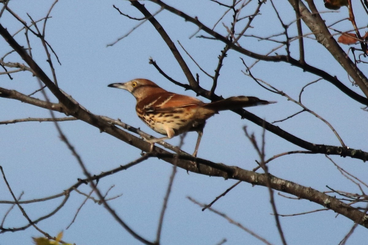 Brown Thrasher - ML386946651