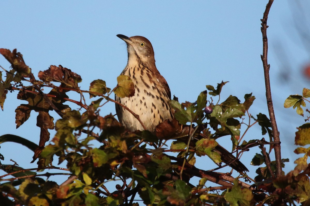 Brown Thrasher - ML386946691