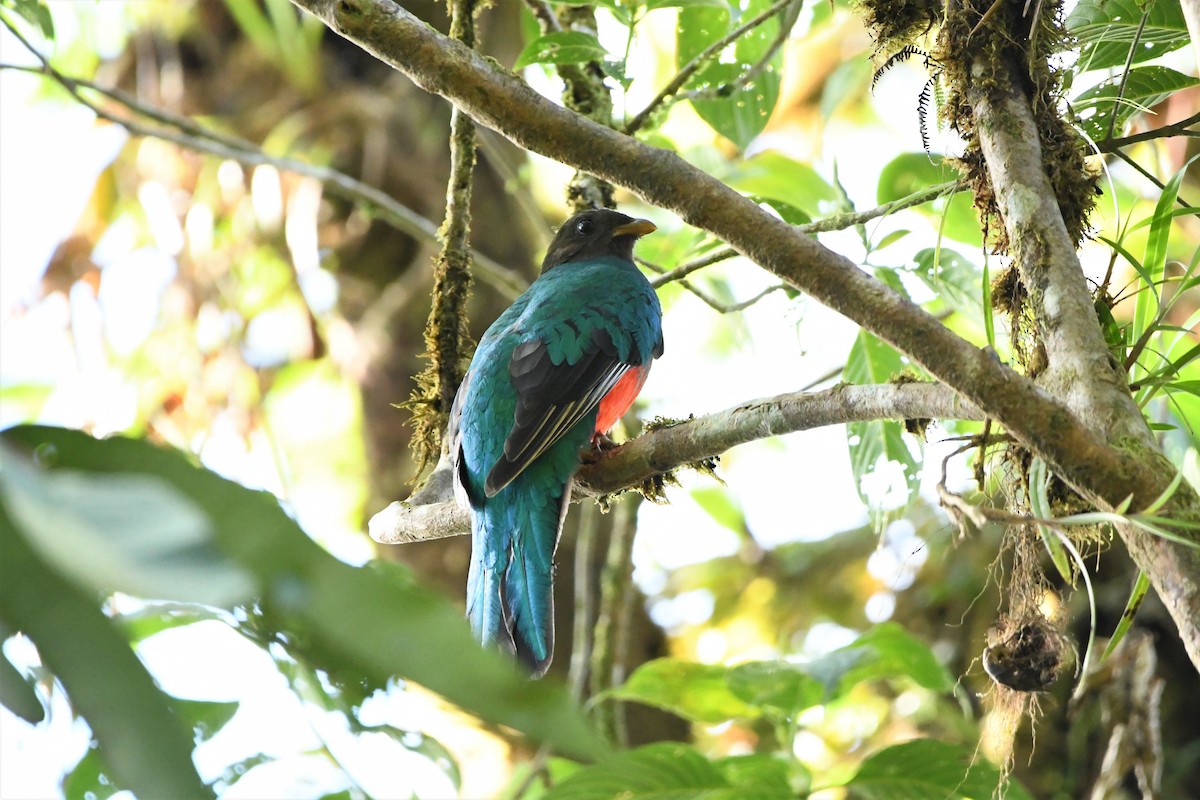 Golden-headed Quetzal - ML386946711