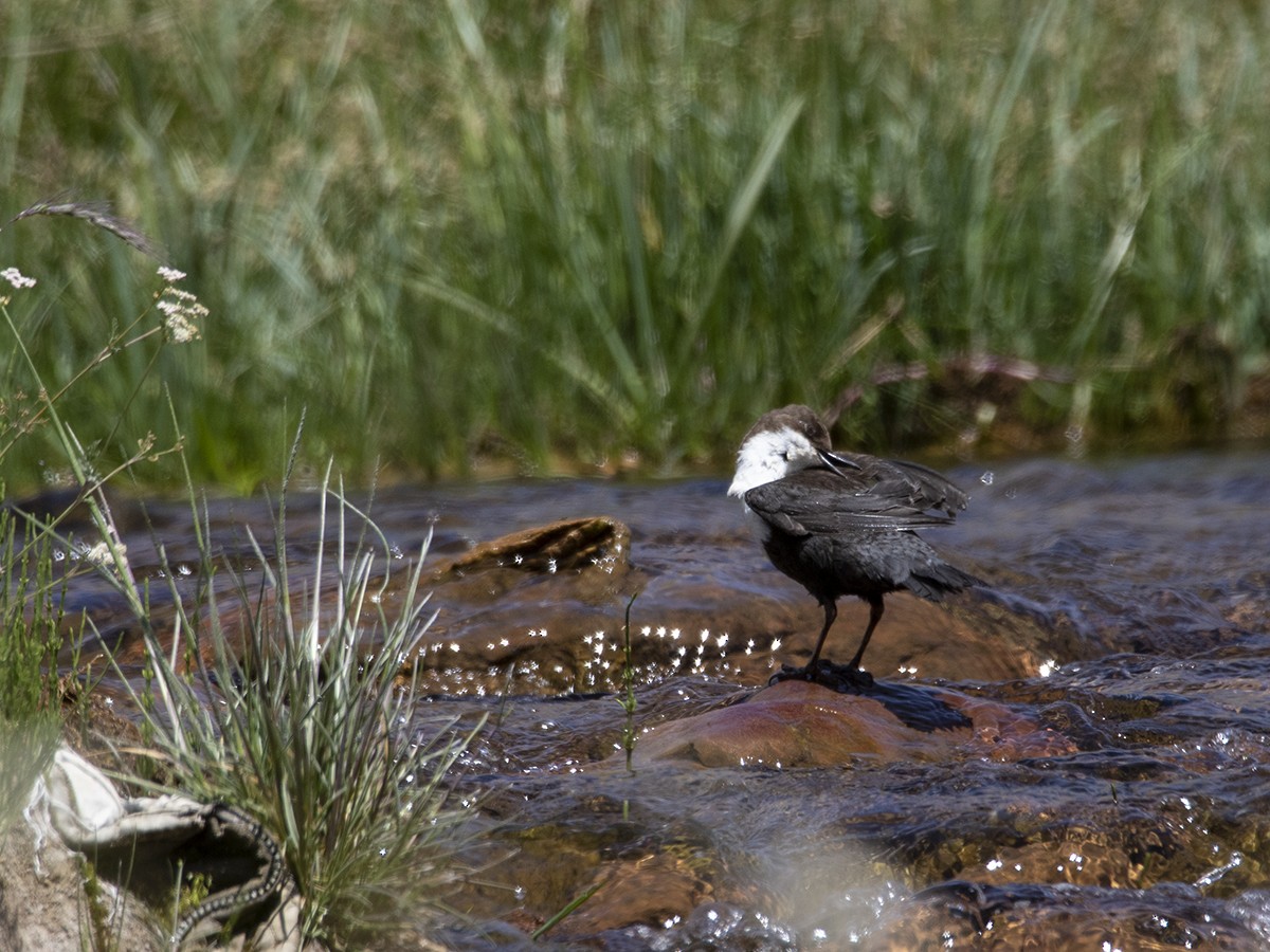 White-throated Dipper - ML386946821