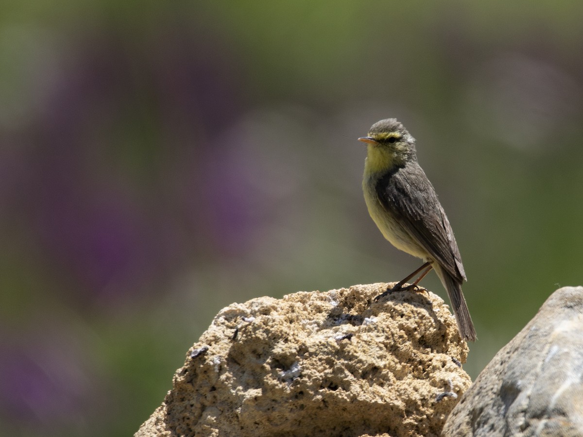 キバラムシクイ（affinis/perflavus） - ML386947511