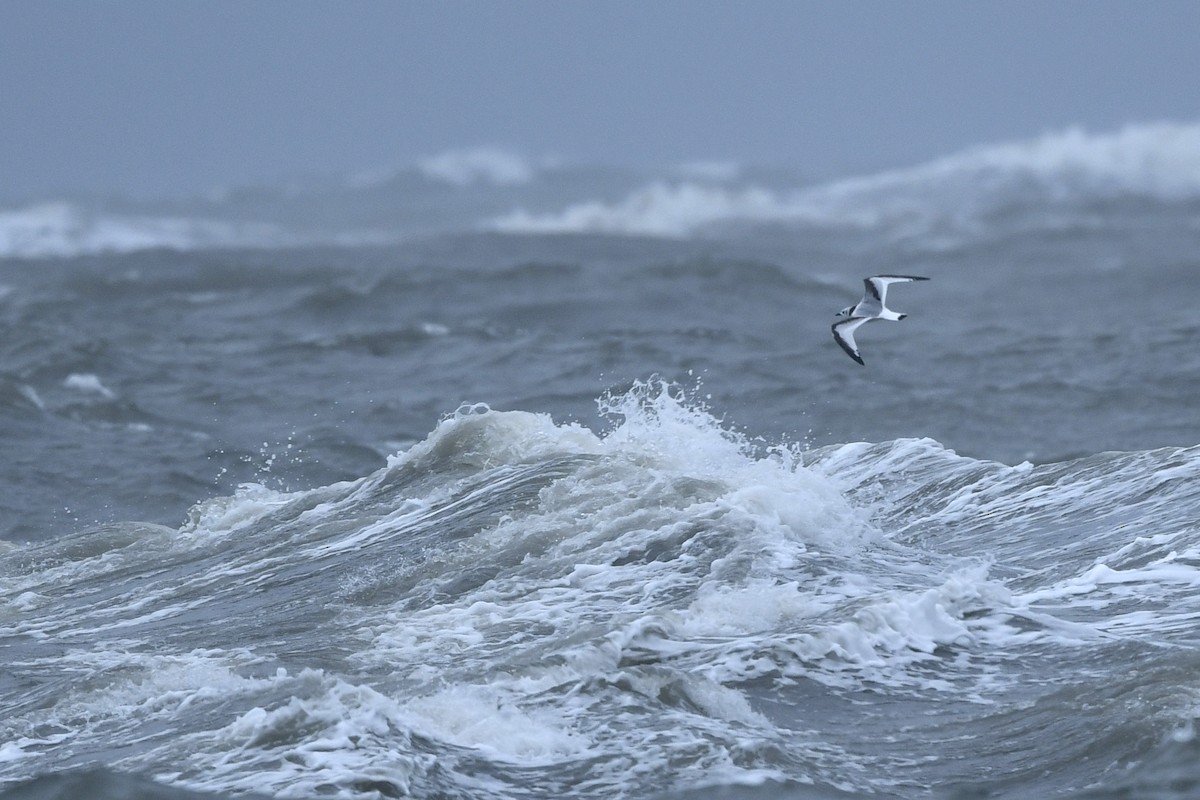 Black-legged Kittiwake - Jonathan Irons