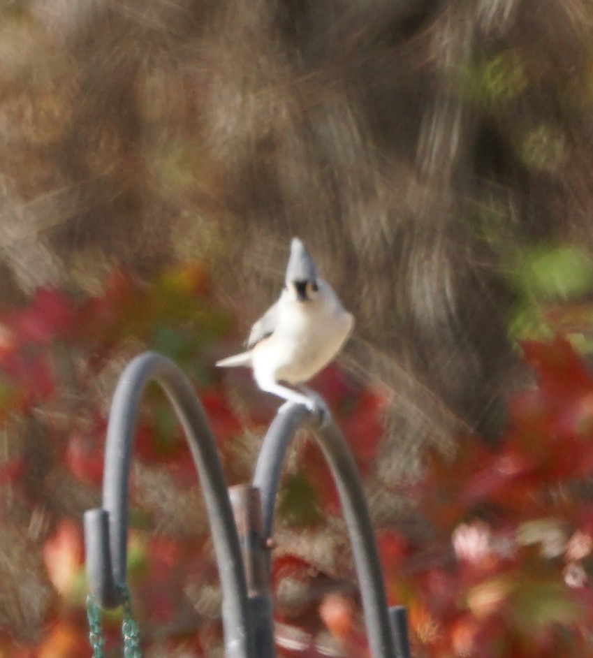 Tufted Titmouse - Cindy & Gene Cunningham